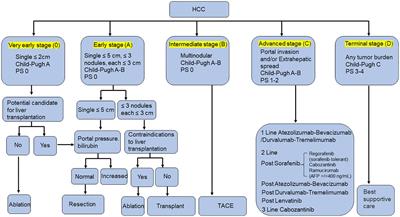 The current status and future of targeted-immune combination for hepatocellular carcinoma